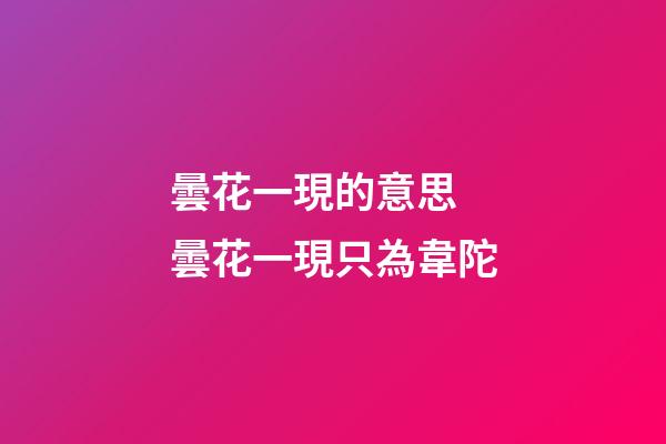 曇花一現的意思 曇花一現只為韋陀